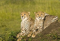 Kenya budget safaris